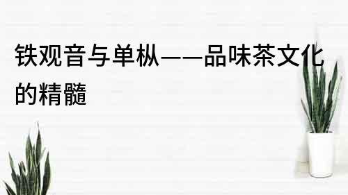 鐵觀音與單樅——品味茶文化的精髓