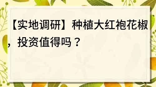 【實地調研】種植大紅袍花椒，投資值得嗎？