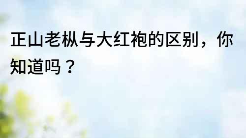 正山老樅與大紅袍的區別，你知道嗎？