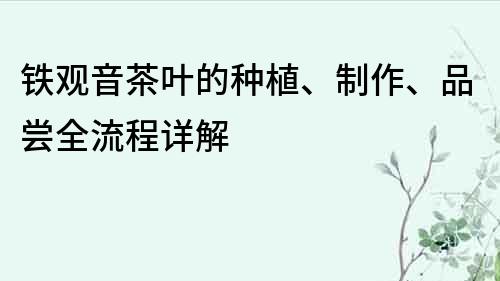 鐵觀音茶葉的種植、制作、品嘗全流程詳解