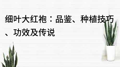 細葉大紅袍：品鑒、種植技巧、功效及傳說