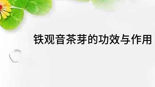 鐵觀音茶芽的功效與作用