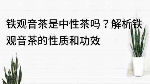 鐵觀音茶是中性茶嗎？解析鐵觀音茶的性質和功效