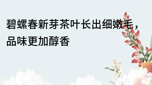 碧螺春新芽茶葉長出細嫩毛，品味更加醇香