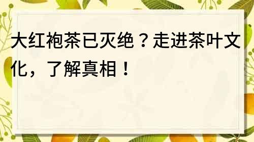 大紅袍茶已滅絕？走進茶葉文化，了解真相！