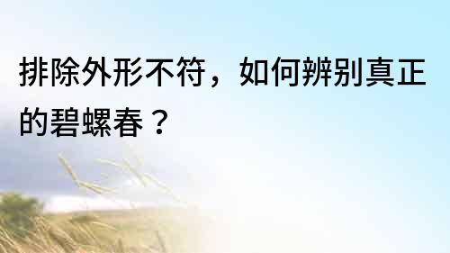 排除外形不符，如何辨別真正的碧螺春？