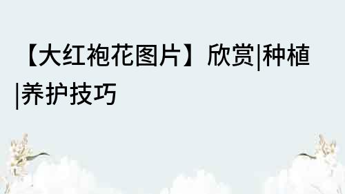 【大紅袍花圖片】欣賞|種植|養(yǎng)護(hù)技巧
