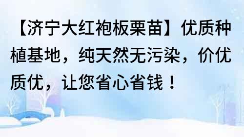 【濟寧大紅袍板栗苗】優質種植基地，純天然無污染，價優質優，讓您省心省錢！