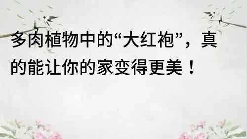 多肉植物中的“大紅袍”，真的能讓你的家變得更美！