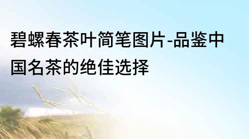碧螺春茶葉簡筆圖片-品鑒中國名茶的絕佳選擇
