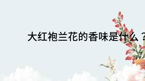 大紅袍蘭花的香味是什么？