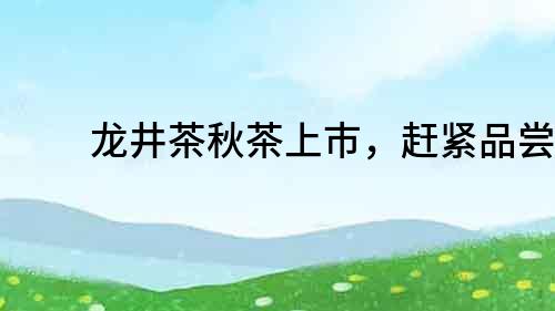 龍井茶秋茶上市，趕緊品嘗！