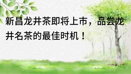 新昌龍井茶即將上市，品嘗龍井名茶的最佳時機！