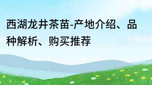 西湖龍井茶苗-產(chǎn)地介紹、品種解析、購買推薦