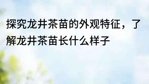 探究龍井茶苗的外觀特征,了解龍井茶苗長什么樣子
