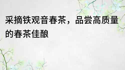 采摘鐵觀音春茶，品嘗高質量的春茶佳釀